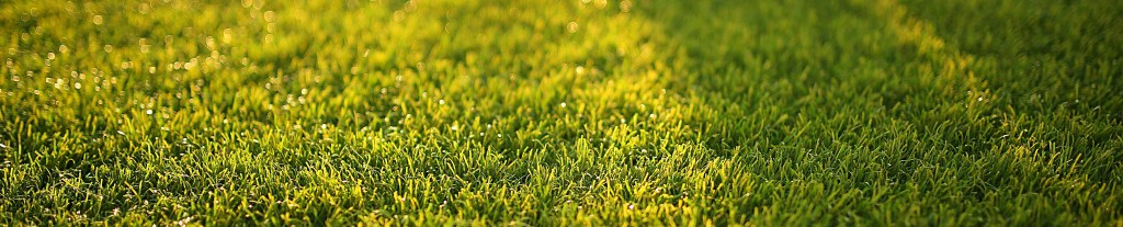 close up lawn image