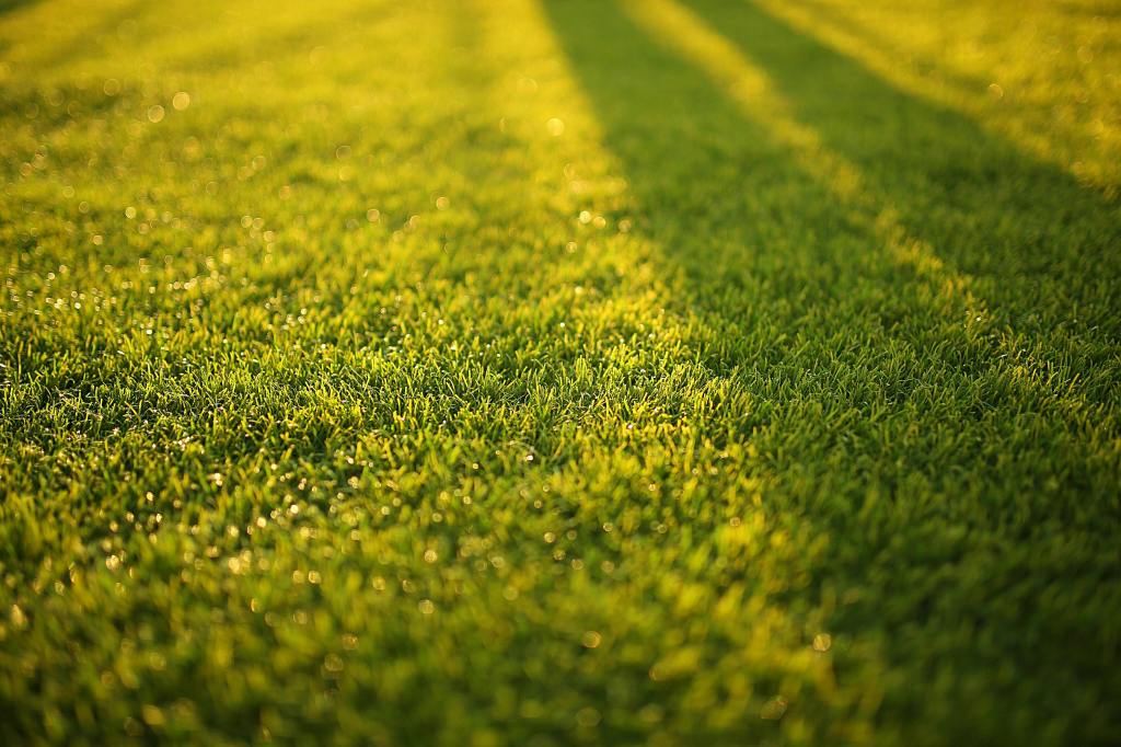 sunset light and shadows on a manicured lawn