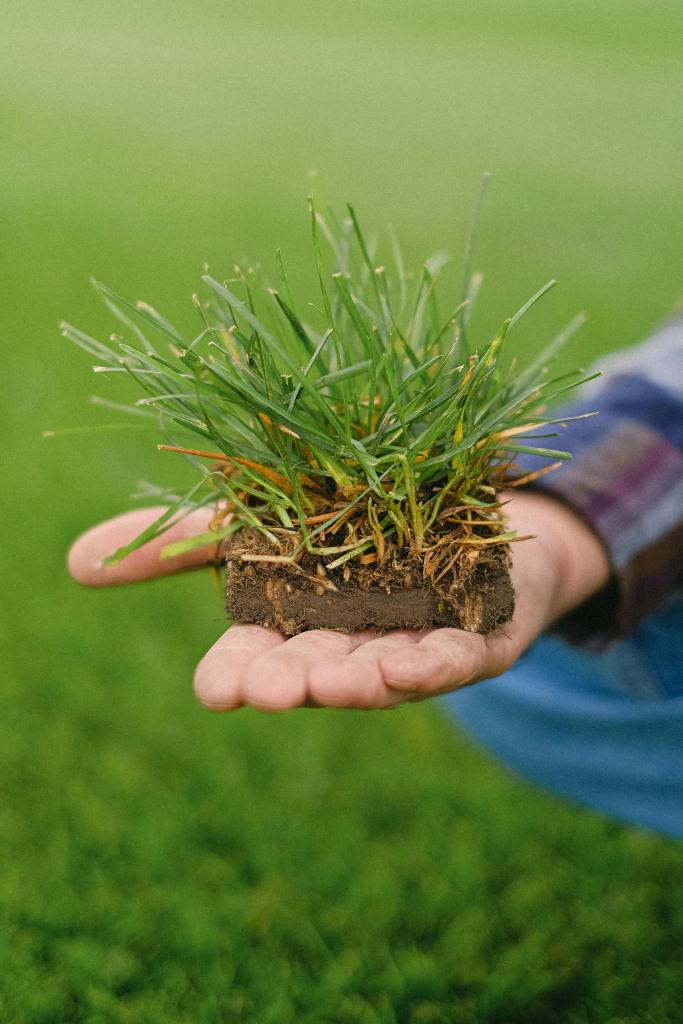 a close-up of a piece of sod in a person's hand