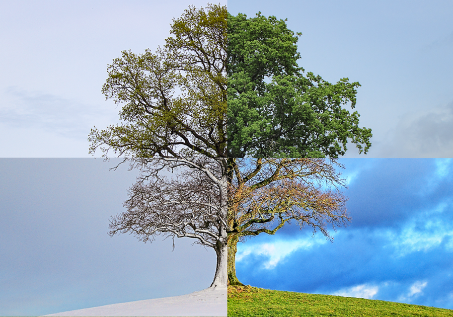 a tree depicted in all four seasons
